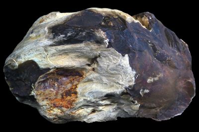 Petrified Wood, Chinchilla (large 1.8 kg)