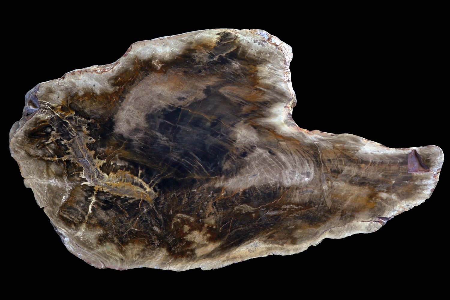 Petrified Wood.  Whole limb section (large 2.3kg)
