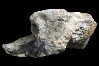 Petrified Wood.  Whole limb section (large 2.3kg)