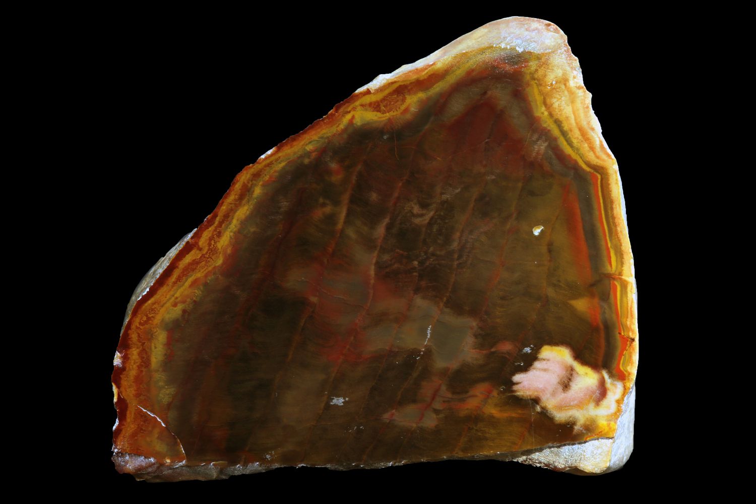 Petrified Chinchilla Wood with reds and browns