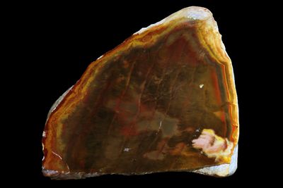 Petrified Chinchilla Wood with reds and browns
