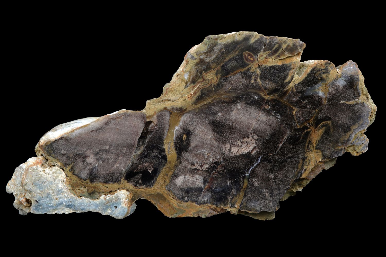 Opalized Wood