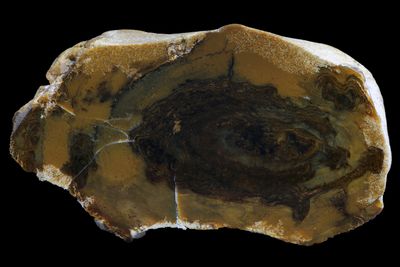 Petrified Wood. Limb section