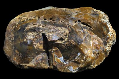Petrified Wood. Limb section