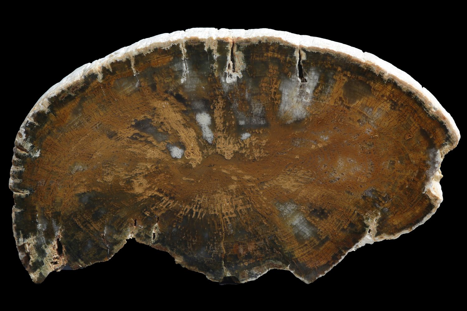 Opalized Wood, full limb section