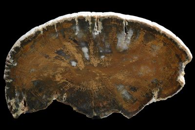 Opalized Wood, full limb section