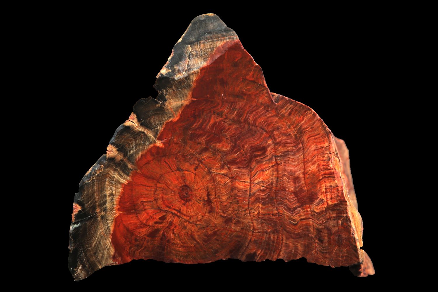 Petrified Wood crossection