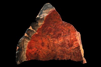 Petrified Wood crossection