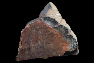 Petrified Wood crossection