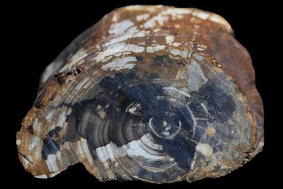 Petrified wood limb section