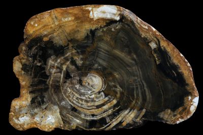 Petrified wood limb section