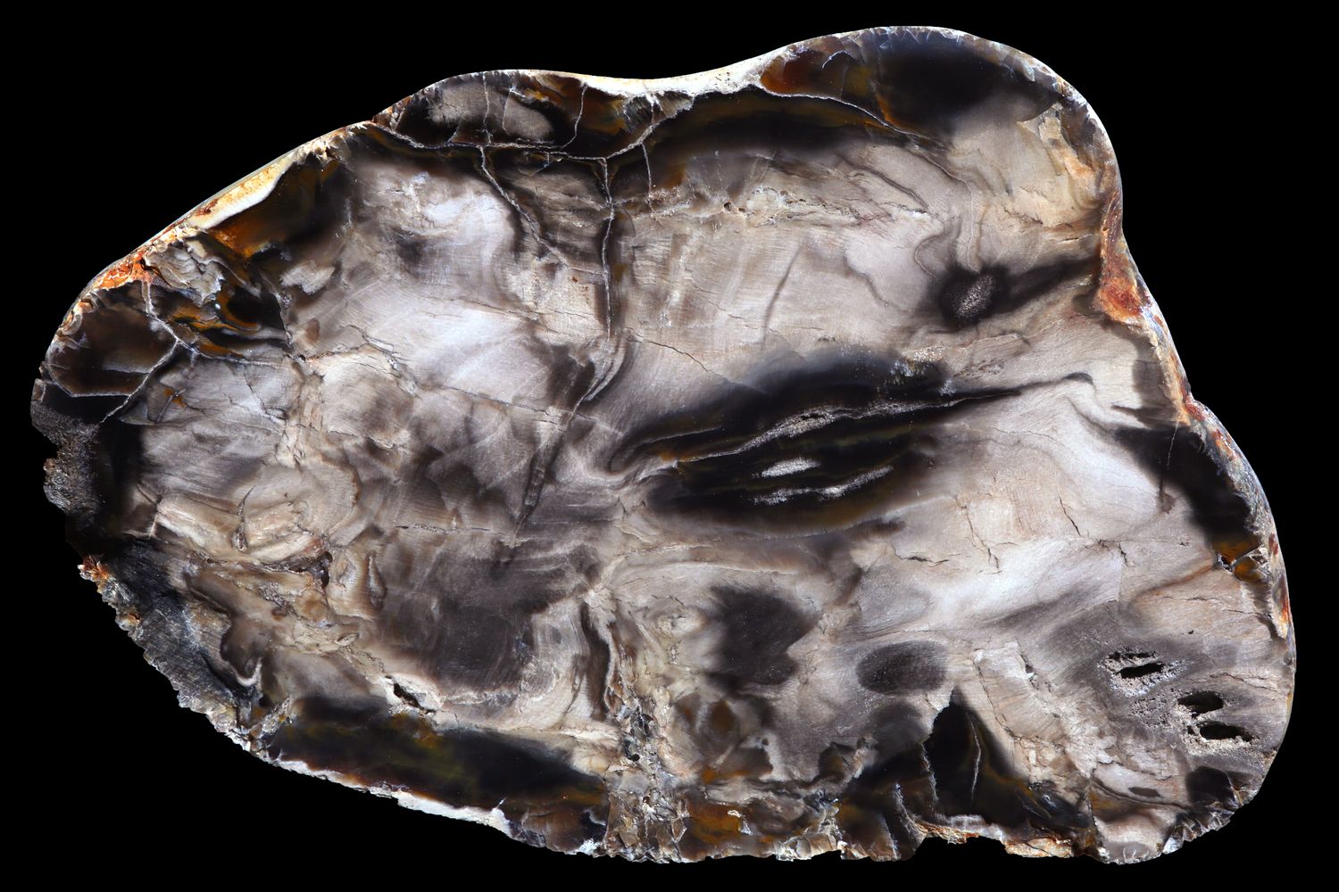 Petrified Wood