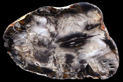Petrified Wood