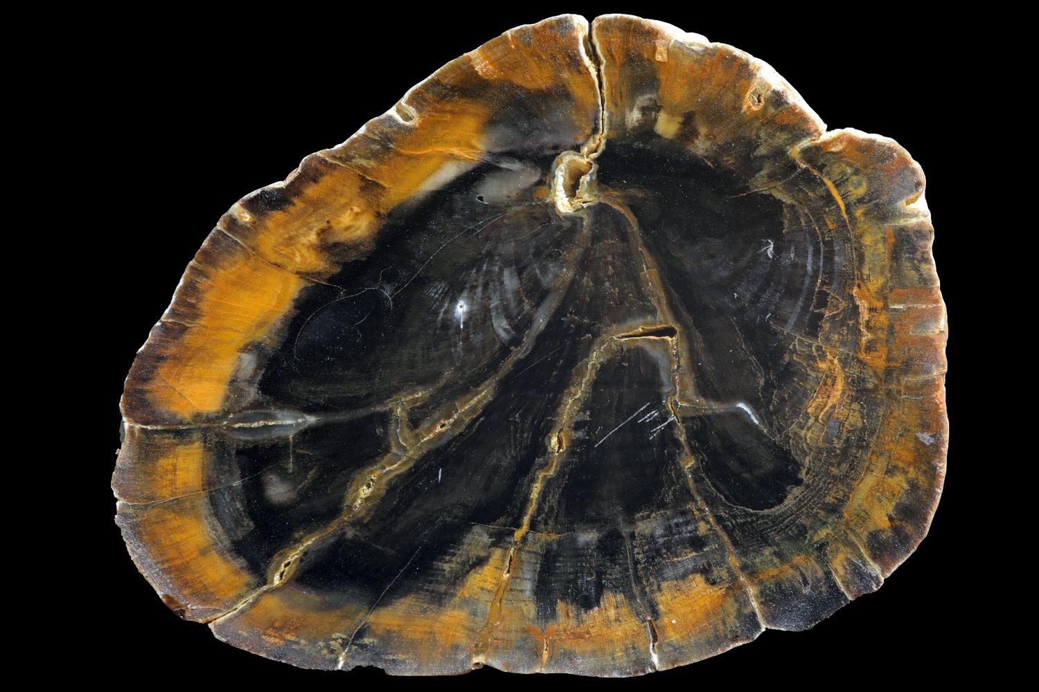 Petrified wood limb section, Rare