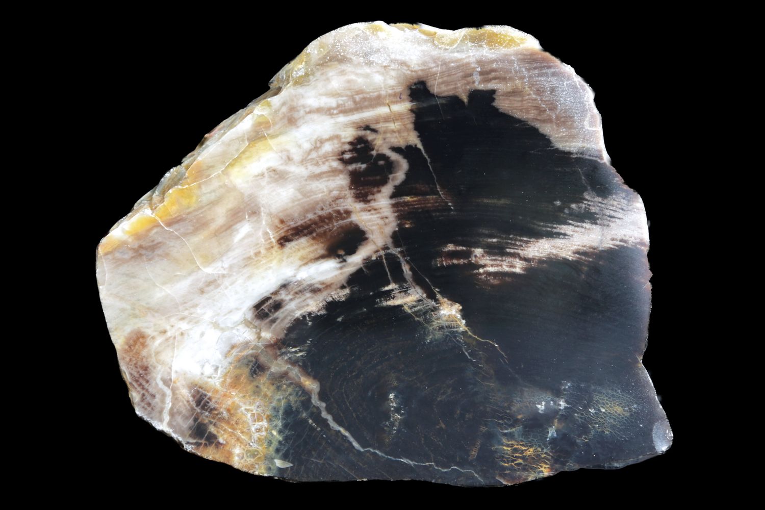 Agatized Wood.  Nice Grain with a Dark Centre