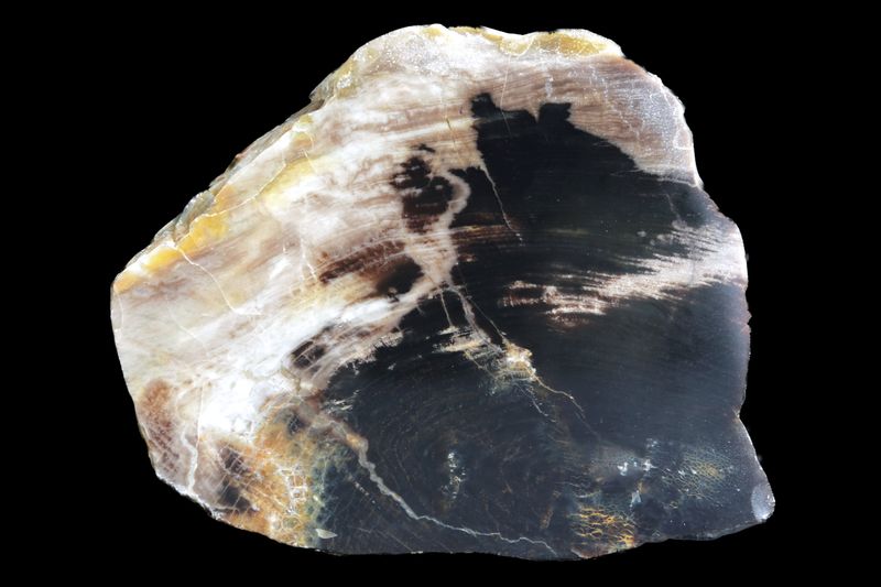 Agatized Wood.  Nice Grain with a Dark Centre