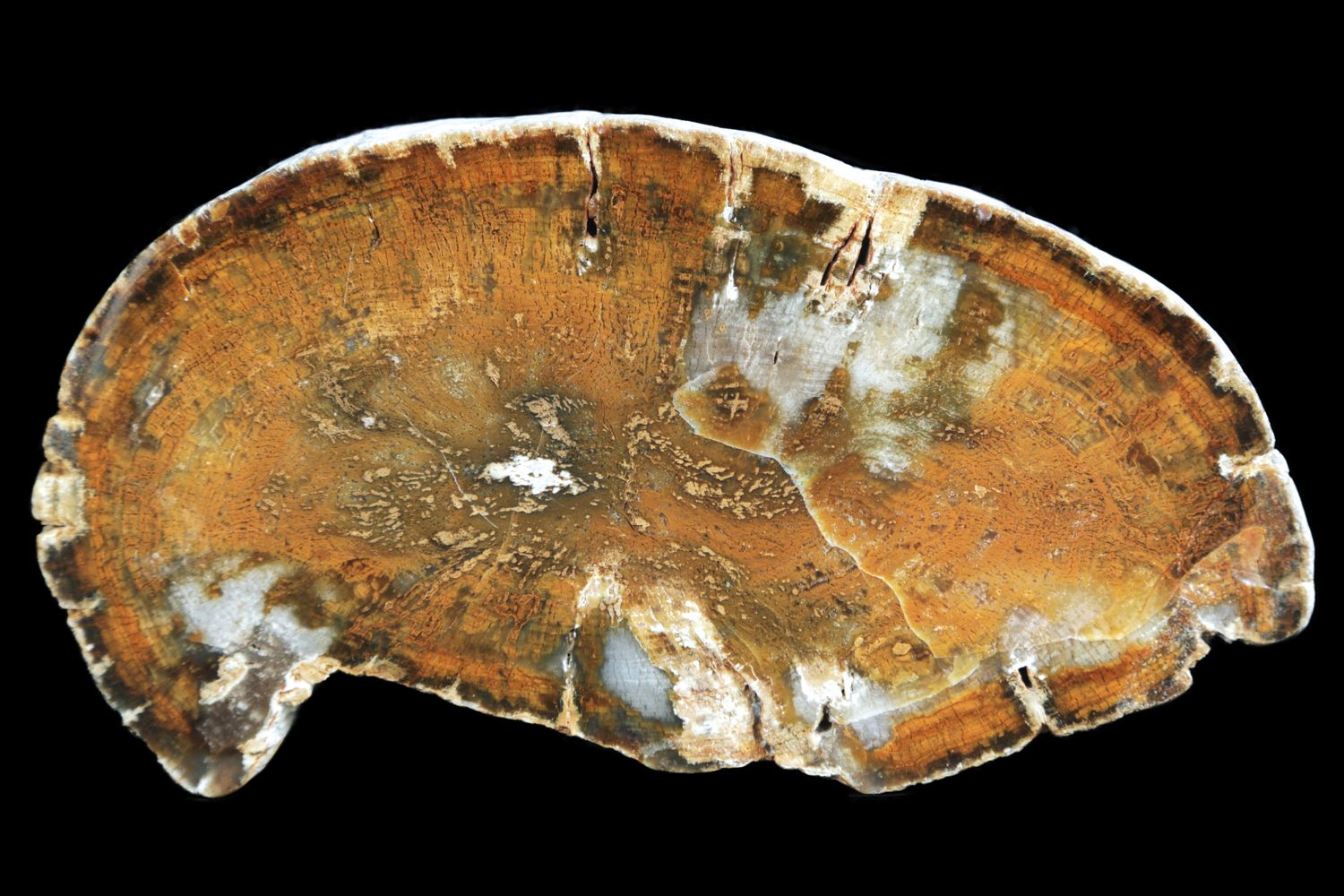 Opalised Wood.  Golden in Colour.  Full Limb Section