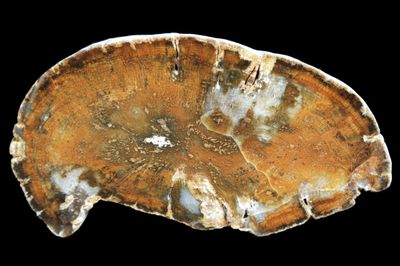 Opalised Wood.  Golden in Colour.  Full Limb Section