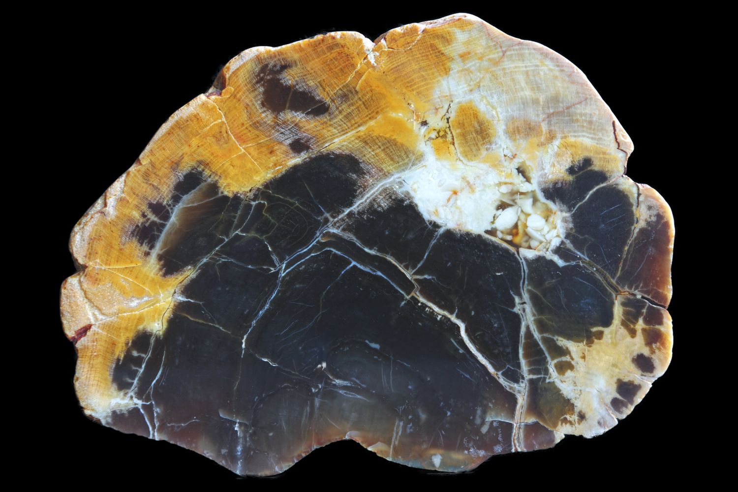 Agatized Wood.  Golden White around the edges and dark centre