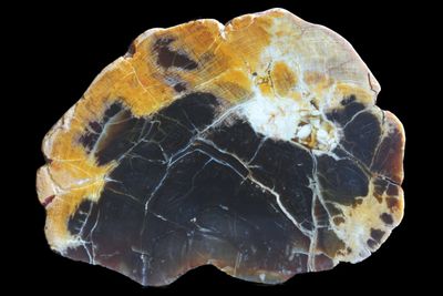 Agatized Wood.  Golden White around the edges and dark centre