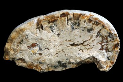 Opalised Wood.  Golden in Colour.  Full Limb Section