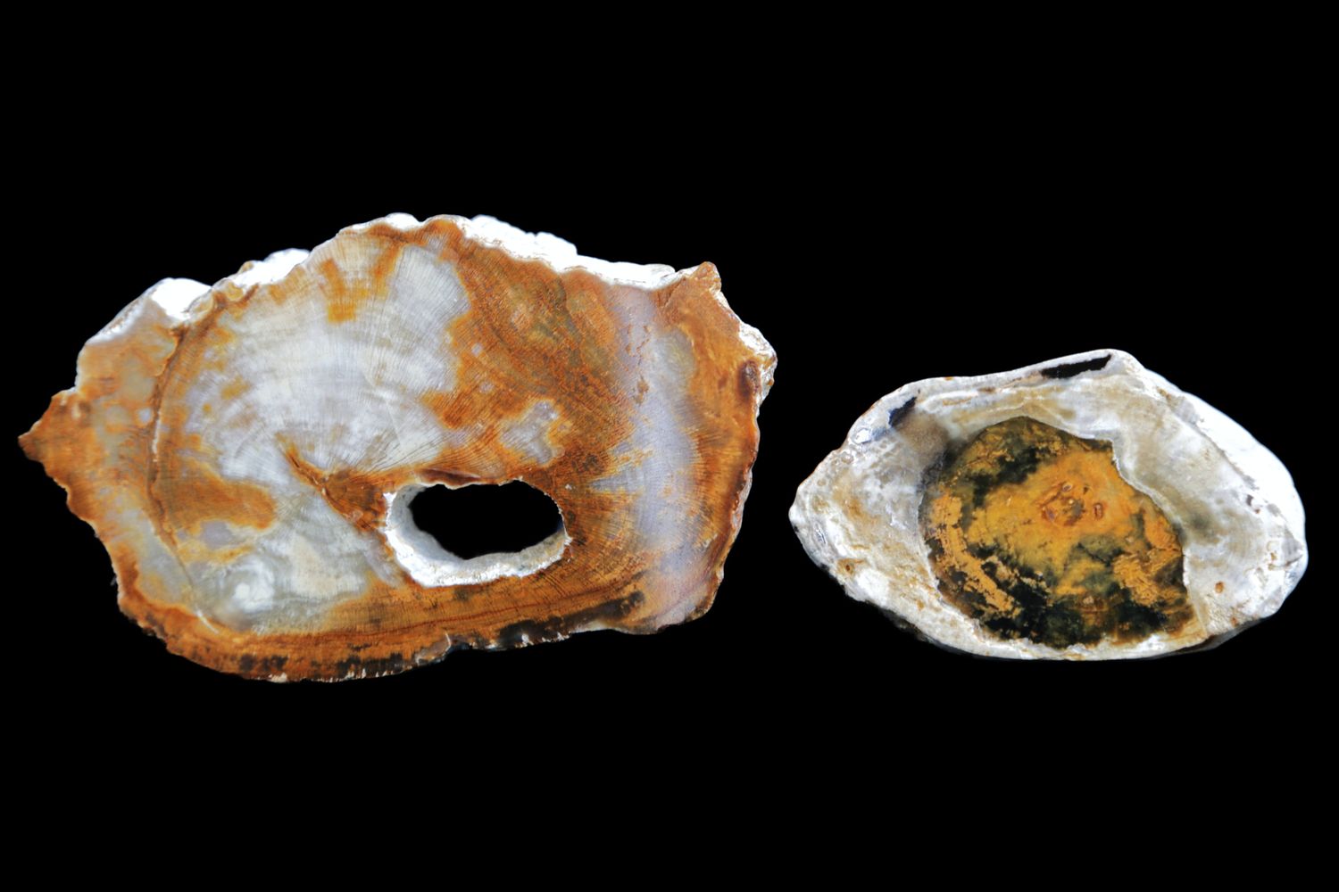 Opalised Wood.  Full Limb Sections, Two Pieces