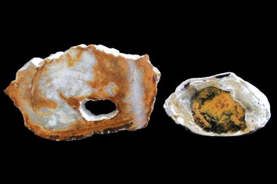 Opalised Wood.  Full Limb Sections, Two Pieces