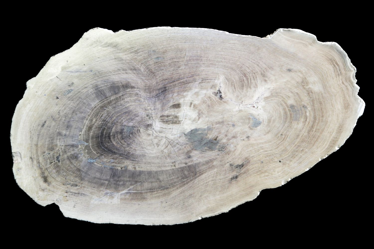 Petrified wood limb section. Nice grain.  Shows a lot of detail