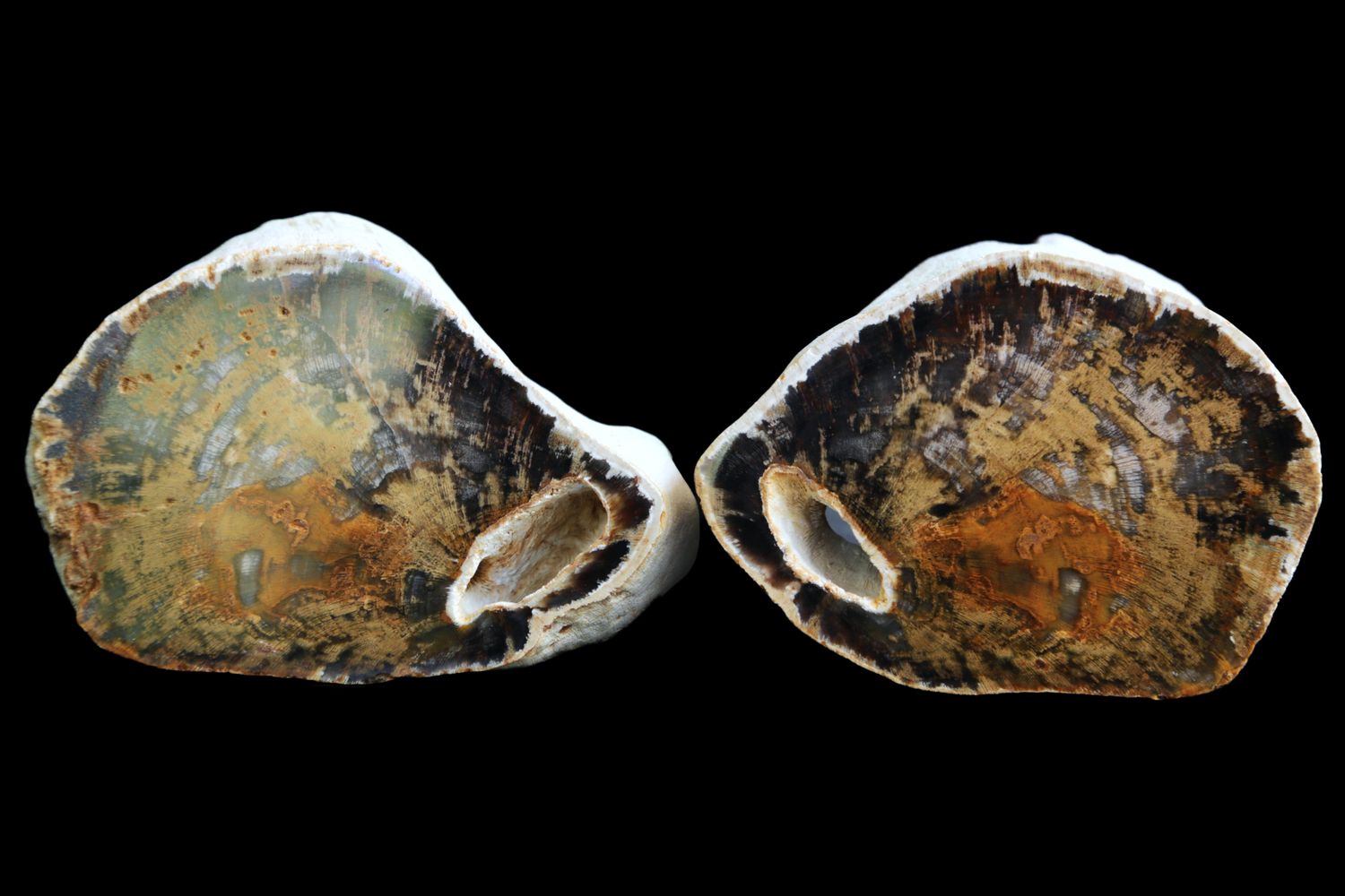 Matching Opalised Wood pair, Full Limb Section, butt ends