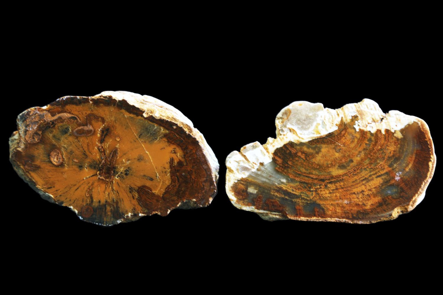 Two pieces Opalised Wood, Butt Ends,