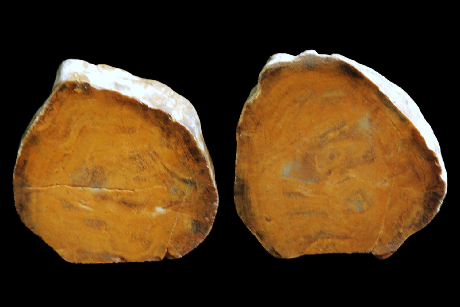 2 Pieces of Opalised Wood.  Full Limb Sections