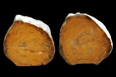 2 Pieces of Opalised Wood.  Full Limb Sections