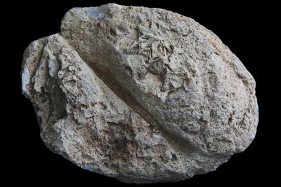 Fortification Moss Agate, with dendrite sprays