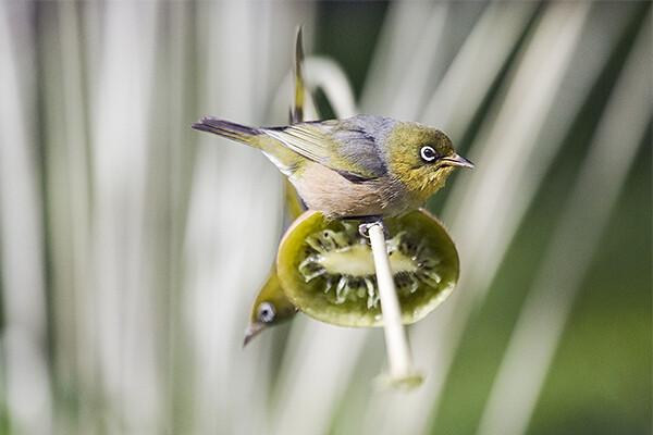 Silvereye bird feeding on Kiwifruit, showcasing wild bird behavior and natural beauty in an outdoor setting