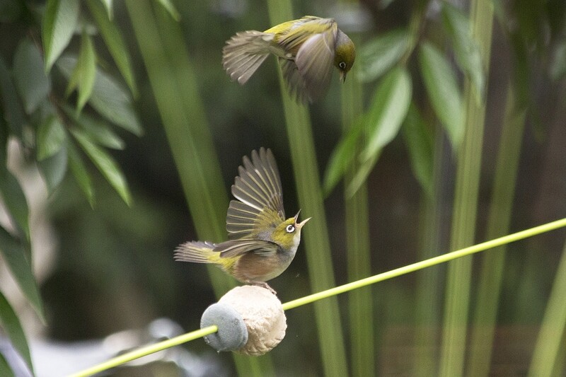 Silvereyes feeding on food balls attached to 2m lime green Windsticks with stones, showcasing innovative bird feeders