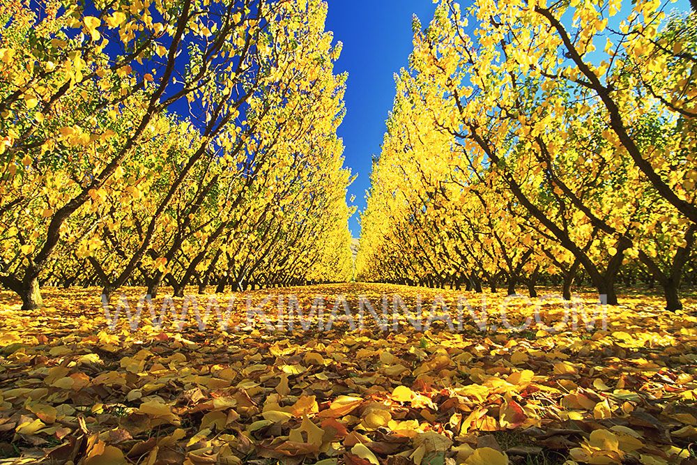 Cromwell Fruit Trees in Autumn – Bright Yellow Leaves
