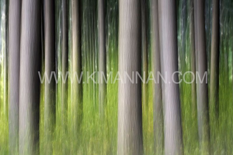 Hanmer Springs Forest Movement – Vertical Artistic Patterns
