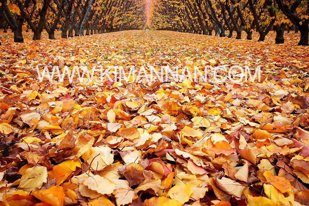 Cromwell Fruit Trees in Autumn – Leaf-Covered Ground