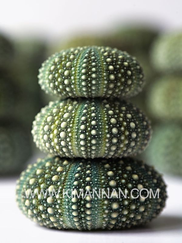 Three stacked New Zealand Kina shells with others in the background.