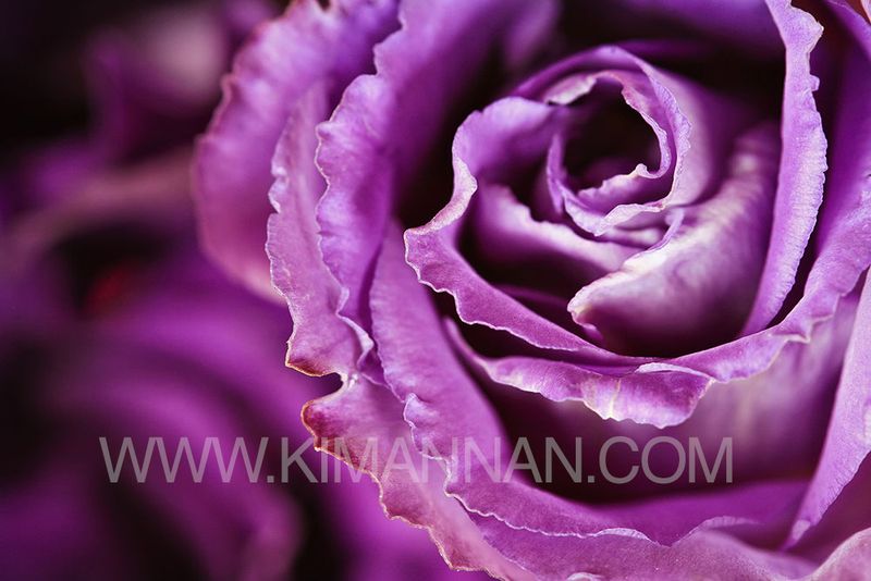 Close-up of a Purple Lisianthus flower with delicate petals