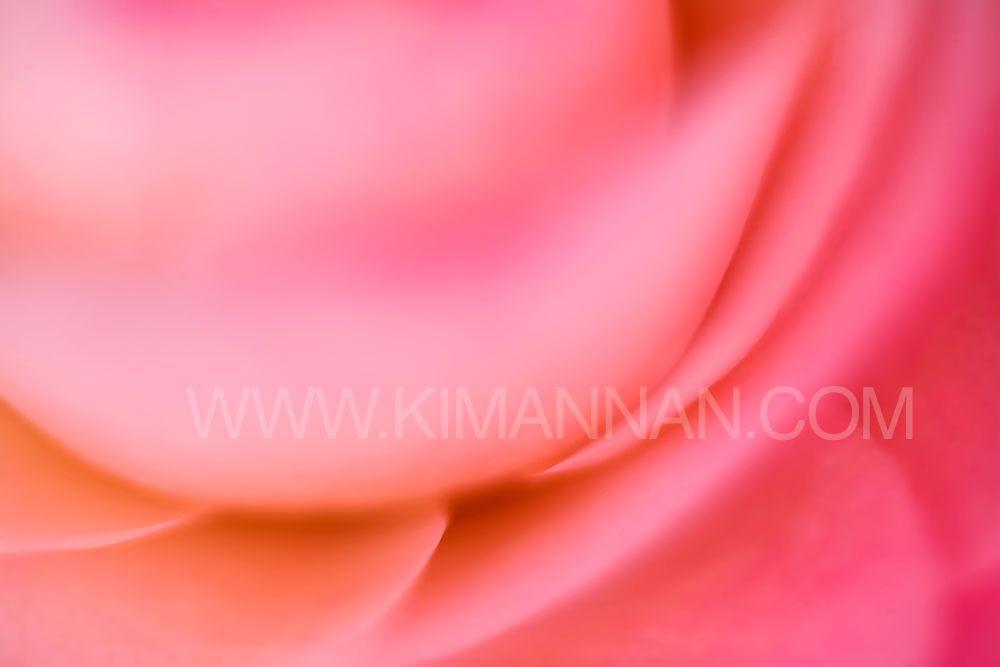 Close-up of Pink Camellia flower petals