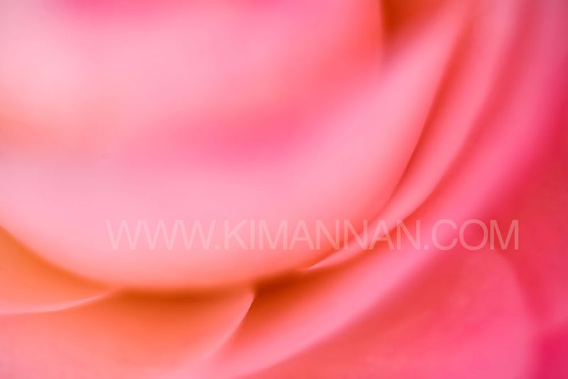 Close-up of Pink Camellia flower petals