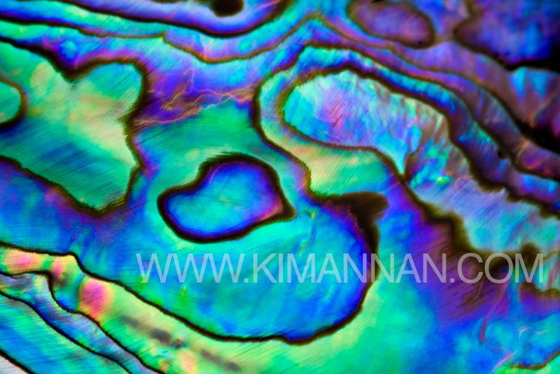 Close-up of a Paua shell with a heart-shaped pattern