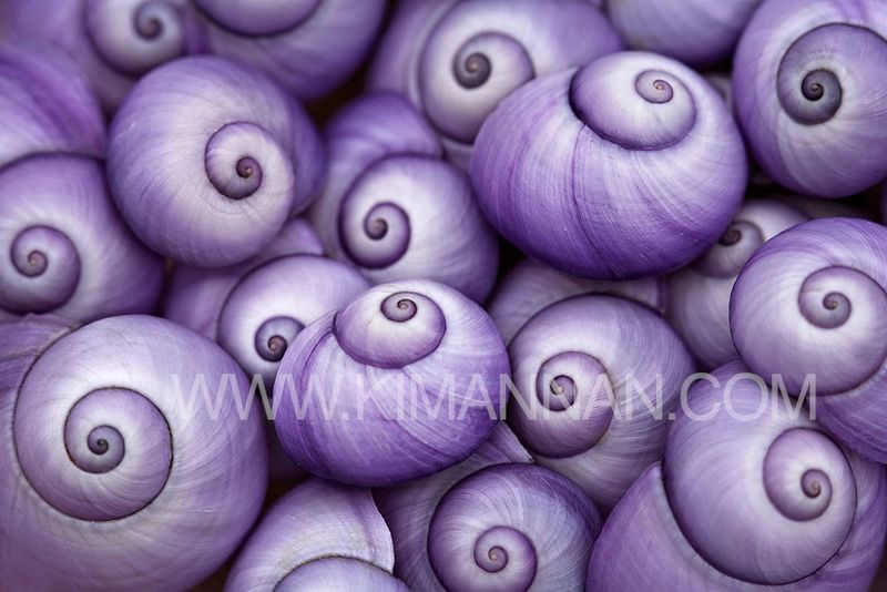 urple Janthina shells collected on New Zealand beaches