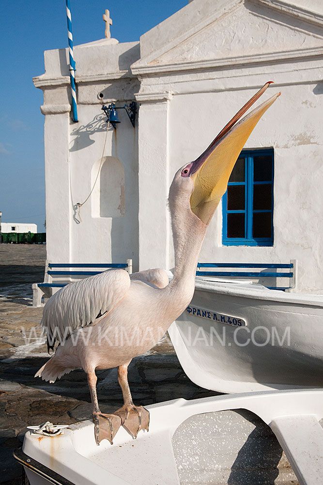 Peter the pink pelican walking in Mykonos streets