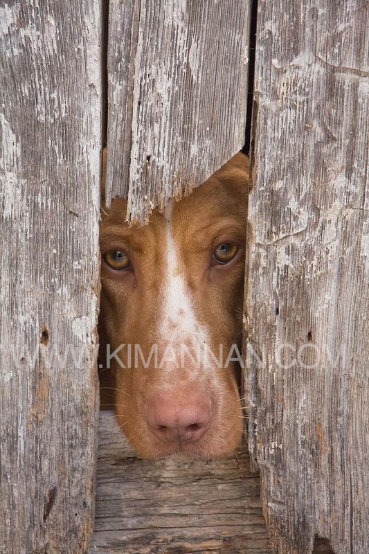 Playful dog in Turkey pushing face through fence hole