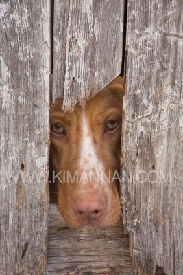 Playful dog in Turkey pushing face through fence hole