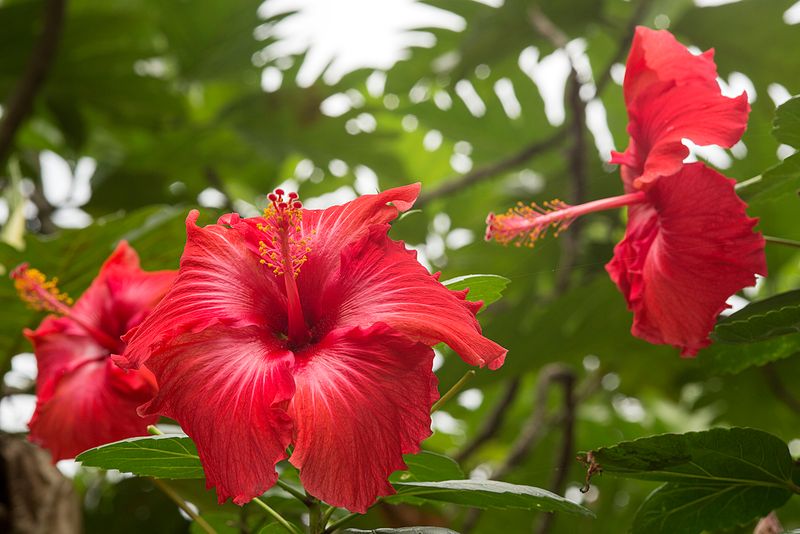 Cluster of red hibiscus flowers with striking petals.