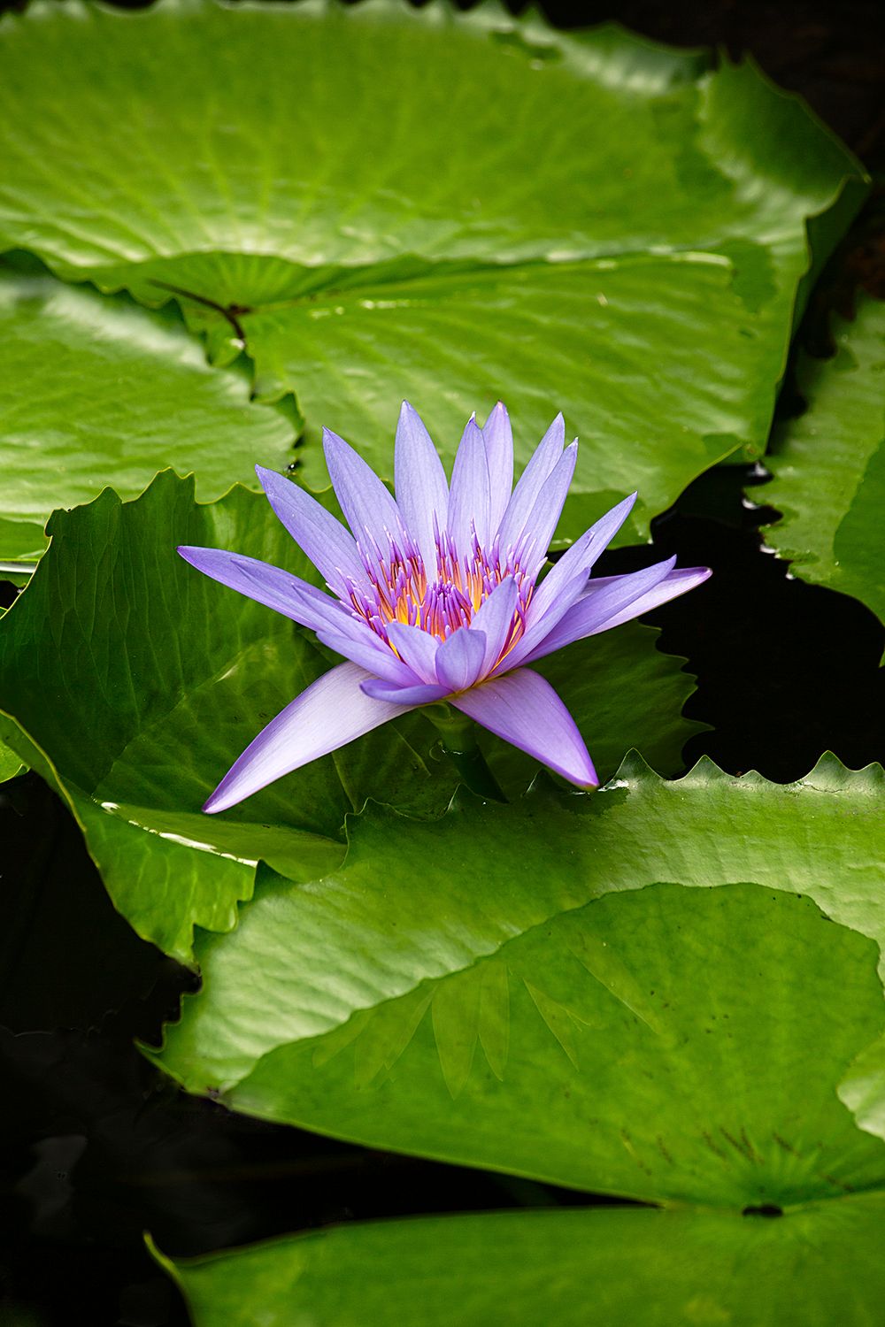 Lilac purple flower blooming on a lily pad