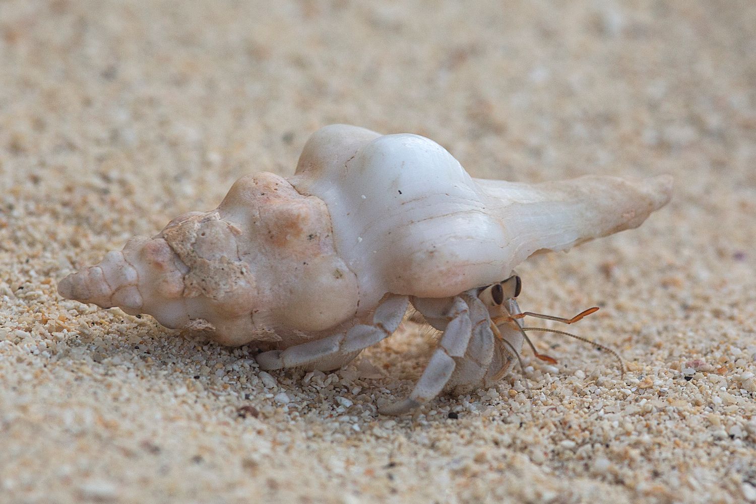 Stephanie the Hermit Crab with her unique shell
